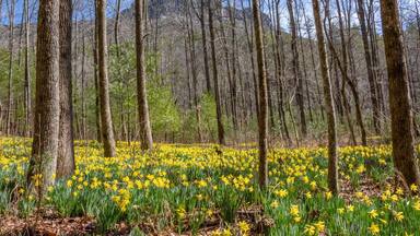An almost magical spot inside the Linville Gorge.  Very difficult to reach (the hike is brutal!) but it is worth seeing the 10,000+ daffodil's in bloom as this spot only shares its secret for a couple of weeks each year.  For a video guide of the hike to Daffofil Flats, please visit:  https://www.hdcarolina.com/episode/daffodil-flats