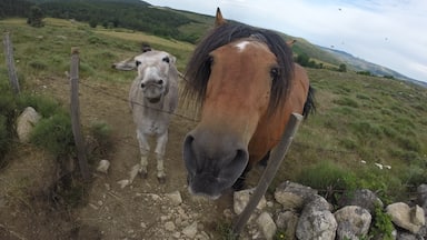 Love the many animals on the Robertson Louise Stevenson hike in Central France