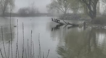 The pond at Chinguacousy Park. It’s near the “farm”. It’s home to ducks, a variety of birds, Canada geese and cormorants
