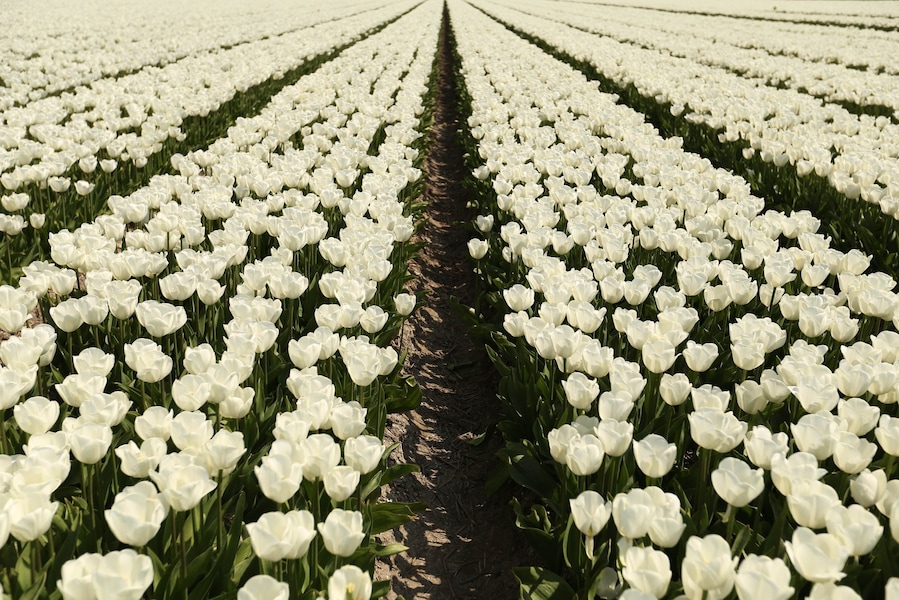 Every year in April parts of the Netherlands turn into colorful tulip fields.
Different kinds of tulips bloom in different parts of the month. Starting from March until May. If you want to be sure of a nice colorful view go in mid-April.
There are different routes to drive to follow the tulip fields. Some of the fields you can go to take pictures, others you cant. There are even some special plucking fields :)
#theNetherlands #colorful