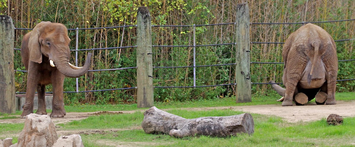 Bamboo tastiest on the other side of the wire! Cameron Park Zoo has AZA Accreditation.