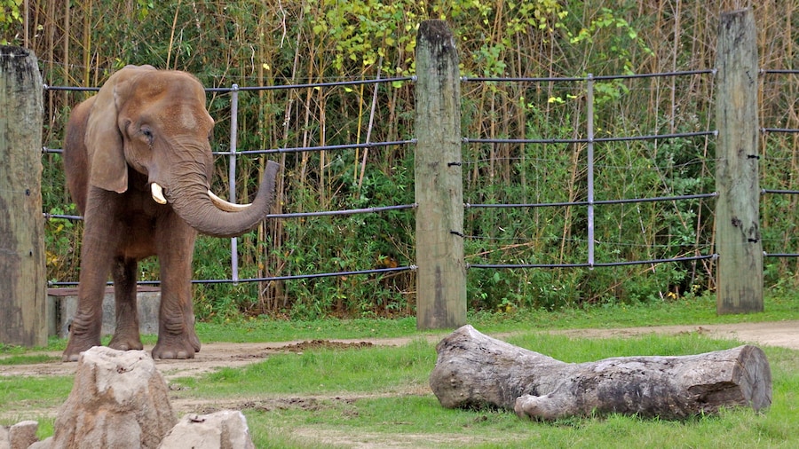 Cameron Park Zoo