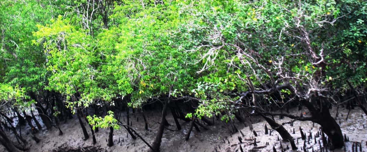 Mangroves in Sunderban