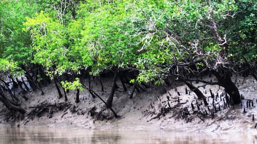 Sundarban Tourism