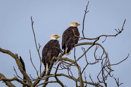 value: "America\342\200\231s bird, the bald eagle.  Seen on Tangent Loop."
