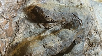 Dinosaur Tracks!