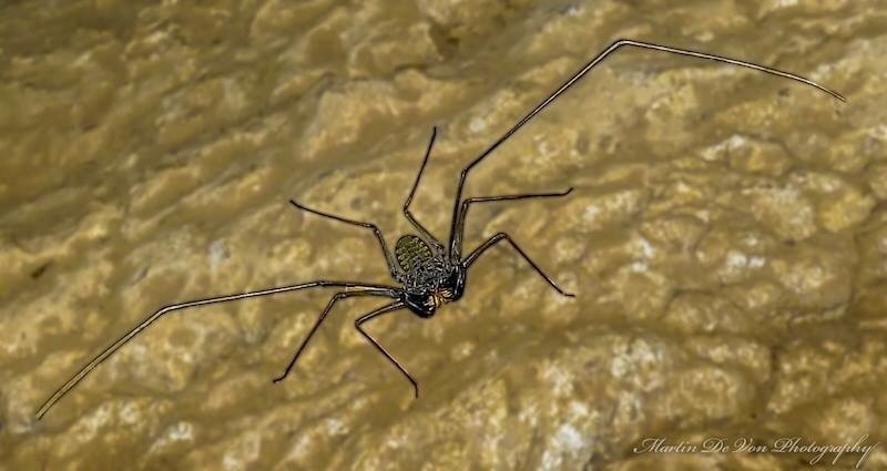 An Indonesian cave spider I found on West Flores island. The "Mirror Rock Cave" 