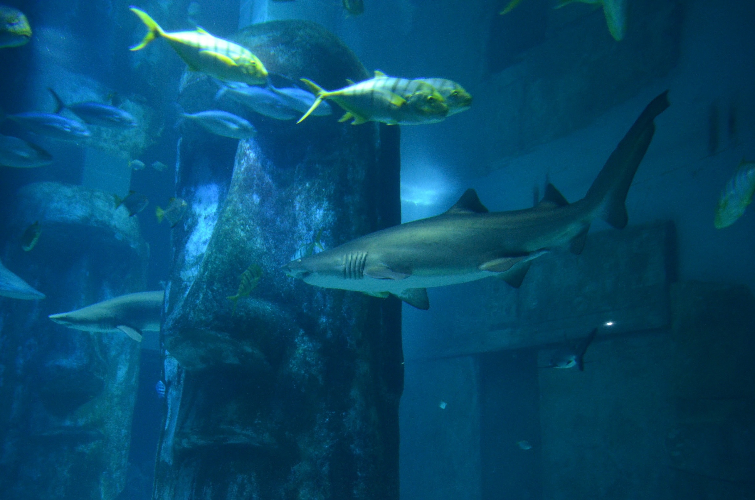 Taken at Sea Life Aquarium in London, UK.
#City #London #SeaLife #Aquarium