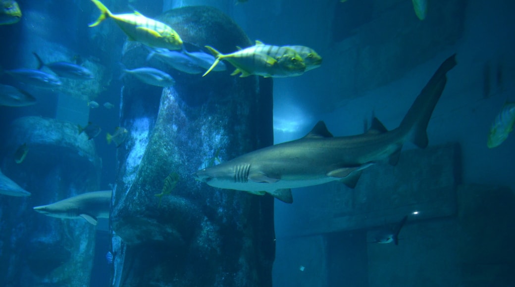Ενυδρείο Sea Life London Aquarium, Λονδίνο, Αγγλία, Ηνωμένο Βασίλειο
