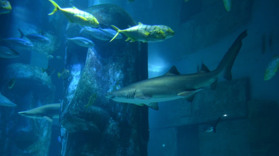 Taken at Sea Life Aquarium in London, UK.
#City #London #SeaLife #Aquarium
