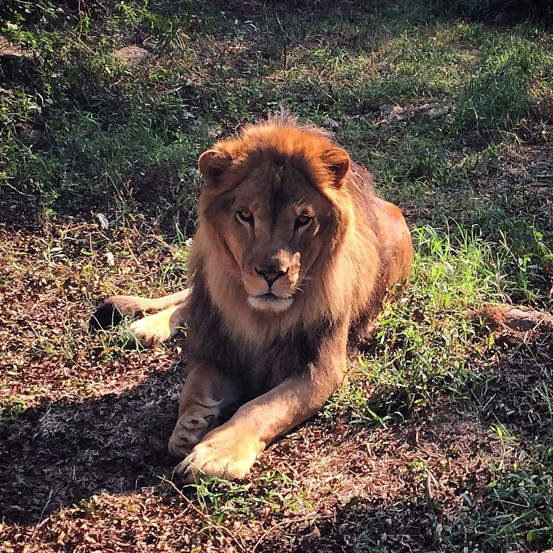 One of the newer lions at Carolina Tiger Rescue in Pittsboro, NC.  Highly recommend volunteering there if you're in the area.  They also give tours.