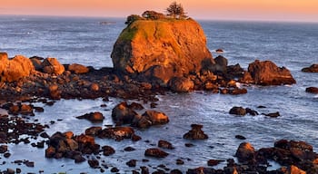 Cool tree growing on rock on the coast, crescent city, Ca