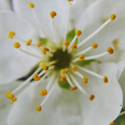 Spring is in the country! All fruit trees are in blossom and bees buzzing around! I love this time of the year #spring #fruittrees #blossom #bees #flowers #pollen #nature #photography #naturephotography #yellow #springfun