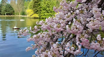 Cherry Blossom at Central Park