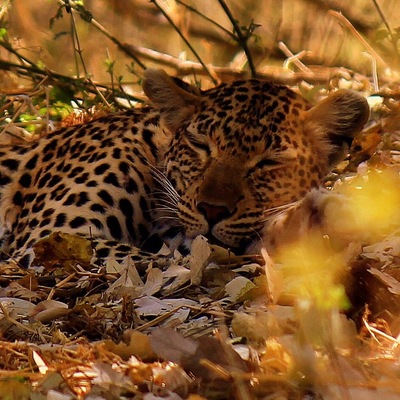 Sleeping off last nights kill! Came back later in the day and he had moved up into the tree!