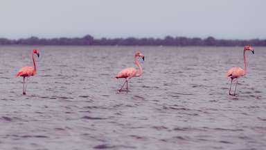 So graceful! Flamingos at the Natural Sanctuary #NationalPark