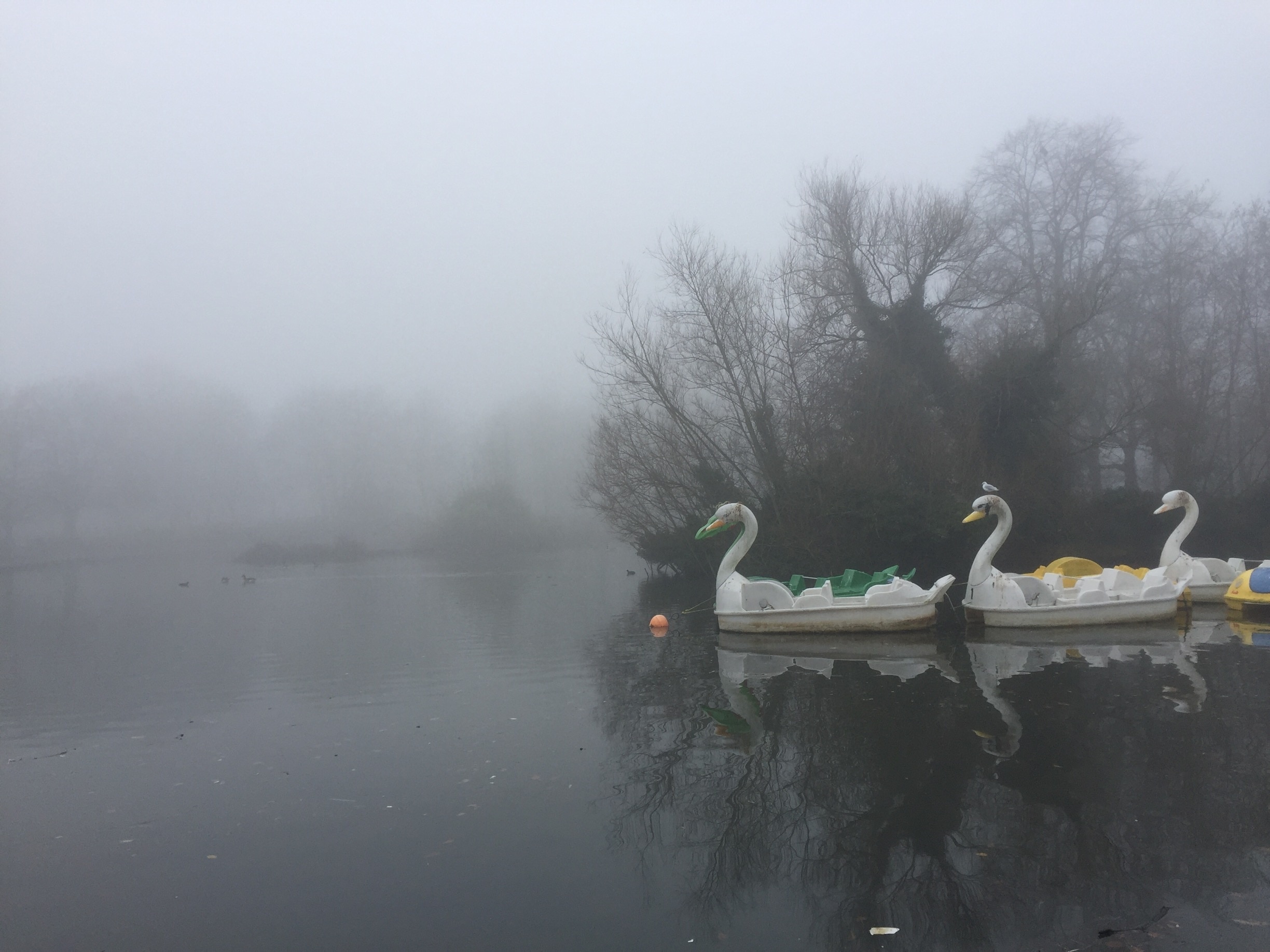 Swan boats in the fog #lifeatexpedia