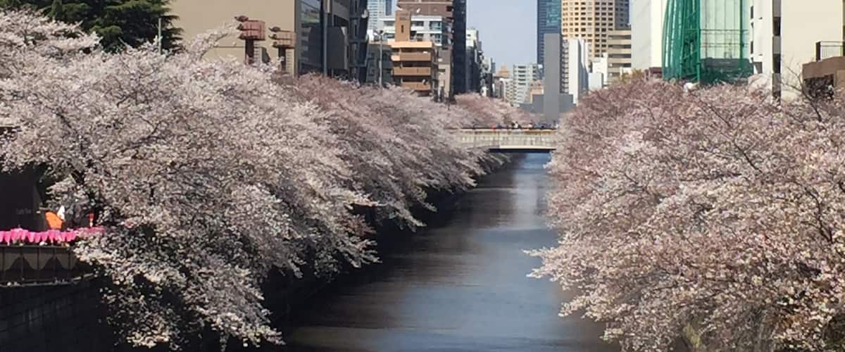 Wonderful spot to see the Sakura!