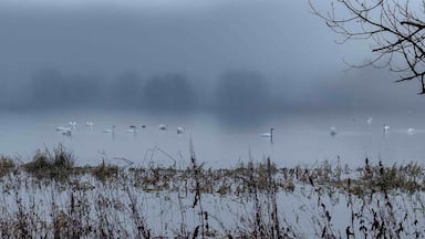 Misty morning on the loch