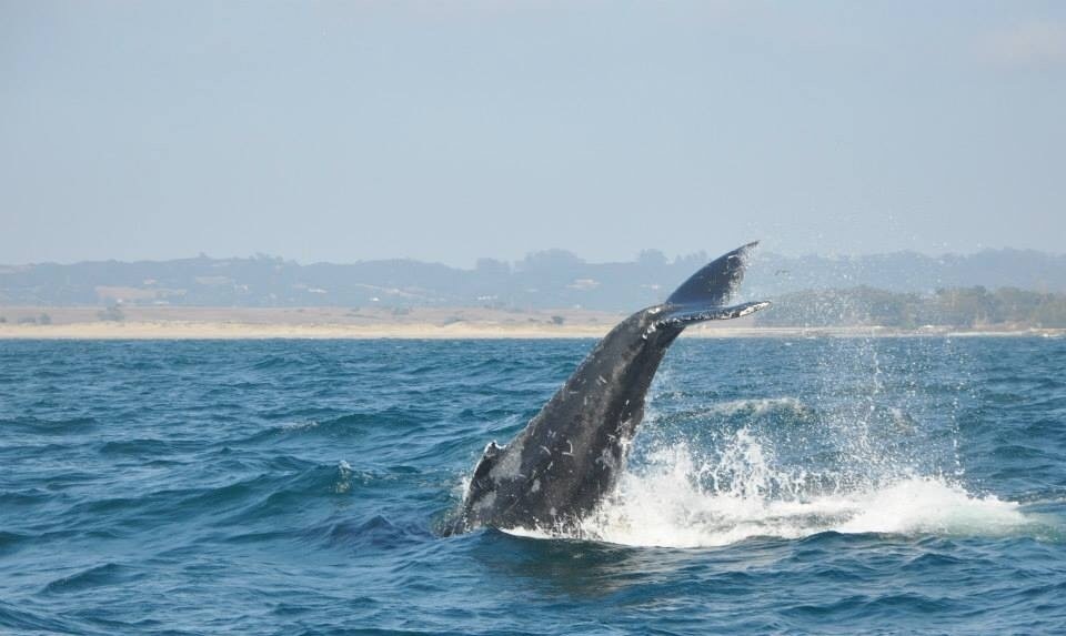 Moss Landing, CA Vacation Rentals house rentals & more Vrbo