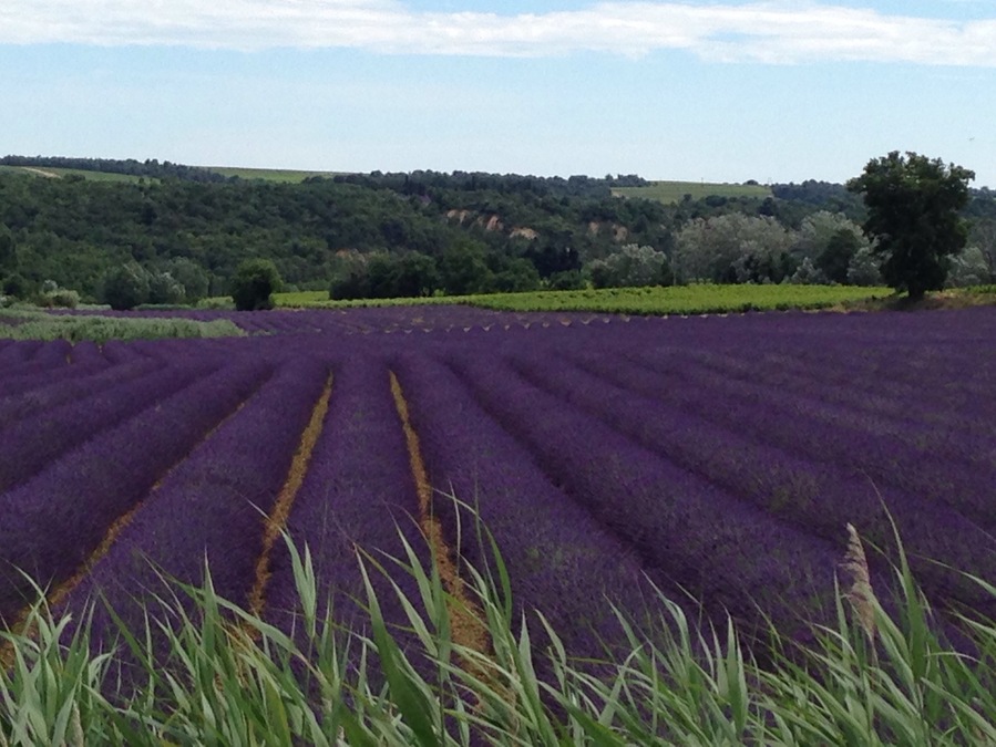 Take the winding back roads from Vaison-la-Romaine through to Valreas in the Cote de Rhone. You won't be disappointed by the views of lavender, vines and orchards. As well as quaint old villages. My favourite hilltop town was Grignan.