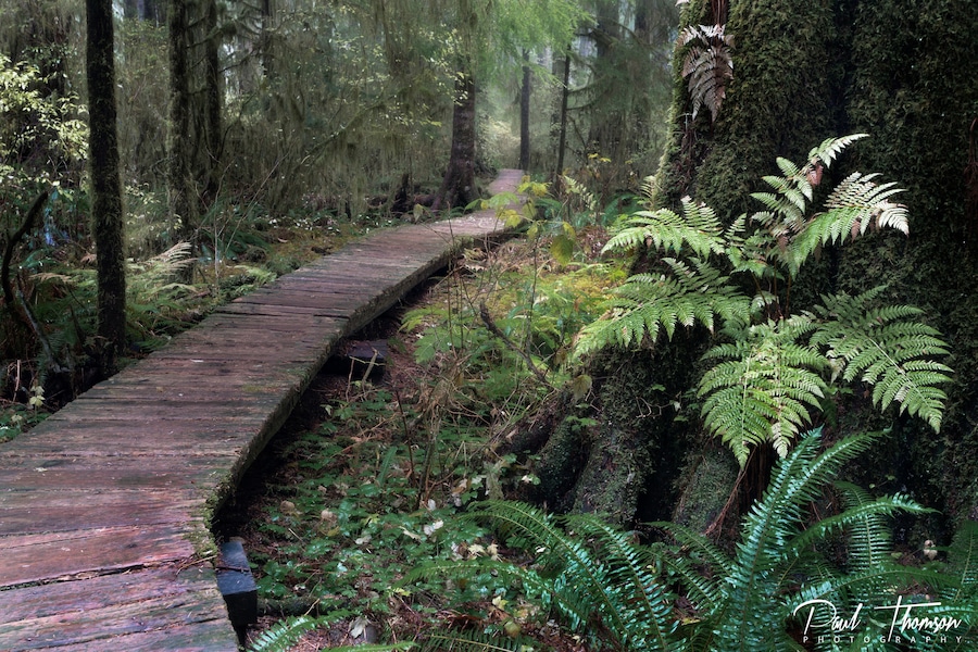 Absolutely beautiful old growth forest on Vancouver Island
Video Link Below
👇👇👇👇👇👇
https://youtu.be/cYMySrZgE0w
#hiking
#Canada
#VancouverIsland
#BritishColumbia