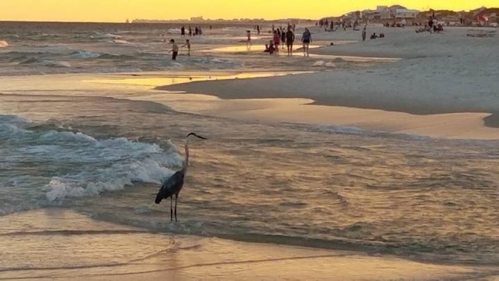 Crane fishing on the beach.
