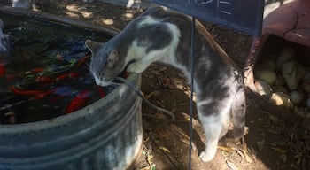 This kitty knew we needed a harvest card picture. #harvesttime #lasvegasfarm 