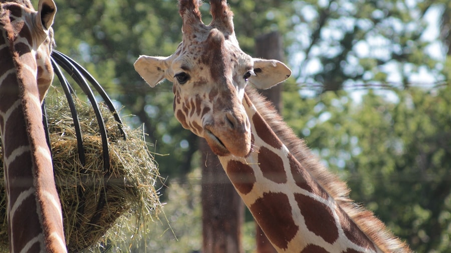Fresno Chaffee Zoo