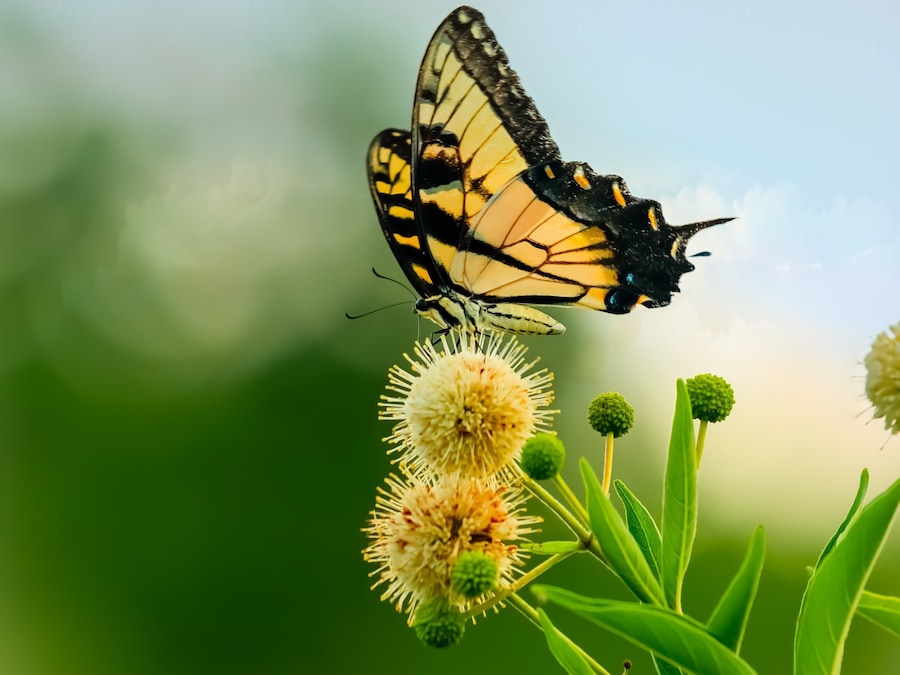 Trophy Club Park is a hidden gem behind the suburb Town of Trophy Club, Texas. Every season has its beauty. During the spring and summer there’s butterflies, birds, and dragonflies galore!