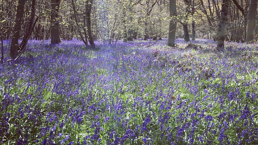 Everdon Stubbs