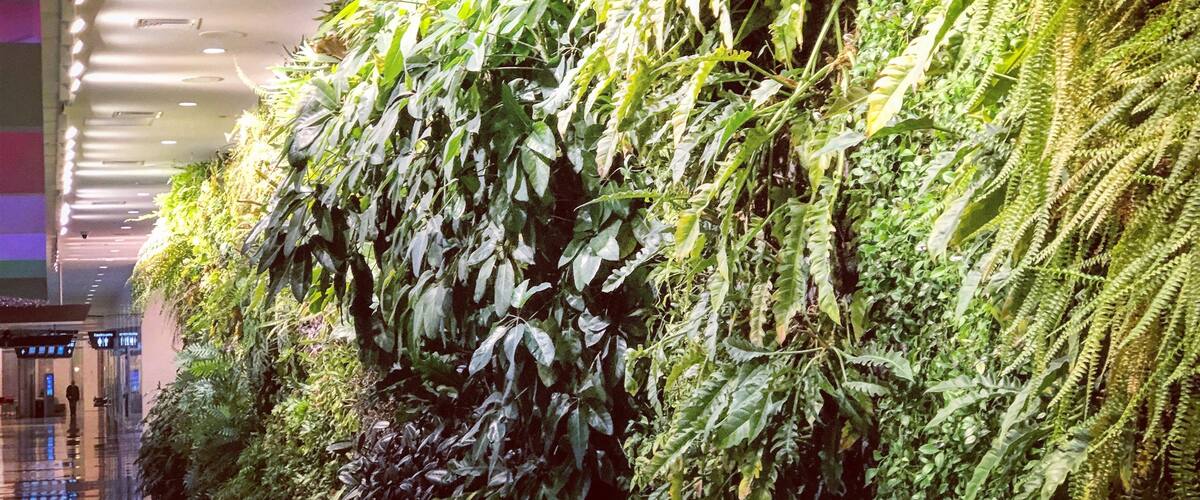 The “living wall” inside Birmingham-Shuttlesworth  Airport filled with vegetation that grows in Alabama.  This is so cool, I stared at it for at least 15 minutes examining all the different types of plants.  I want this in my house!