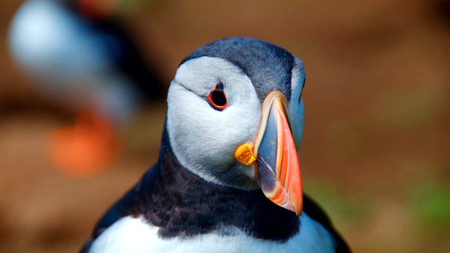 Skomer