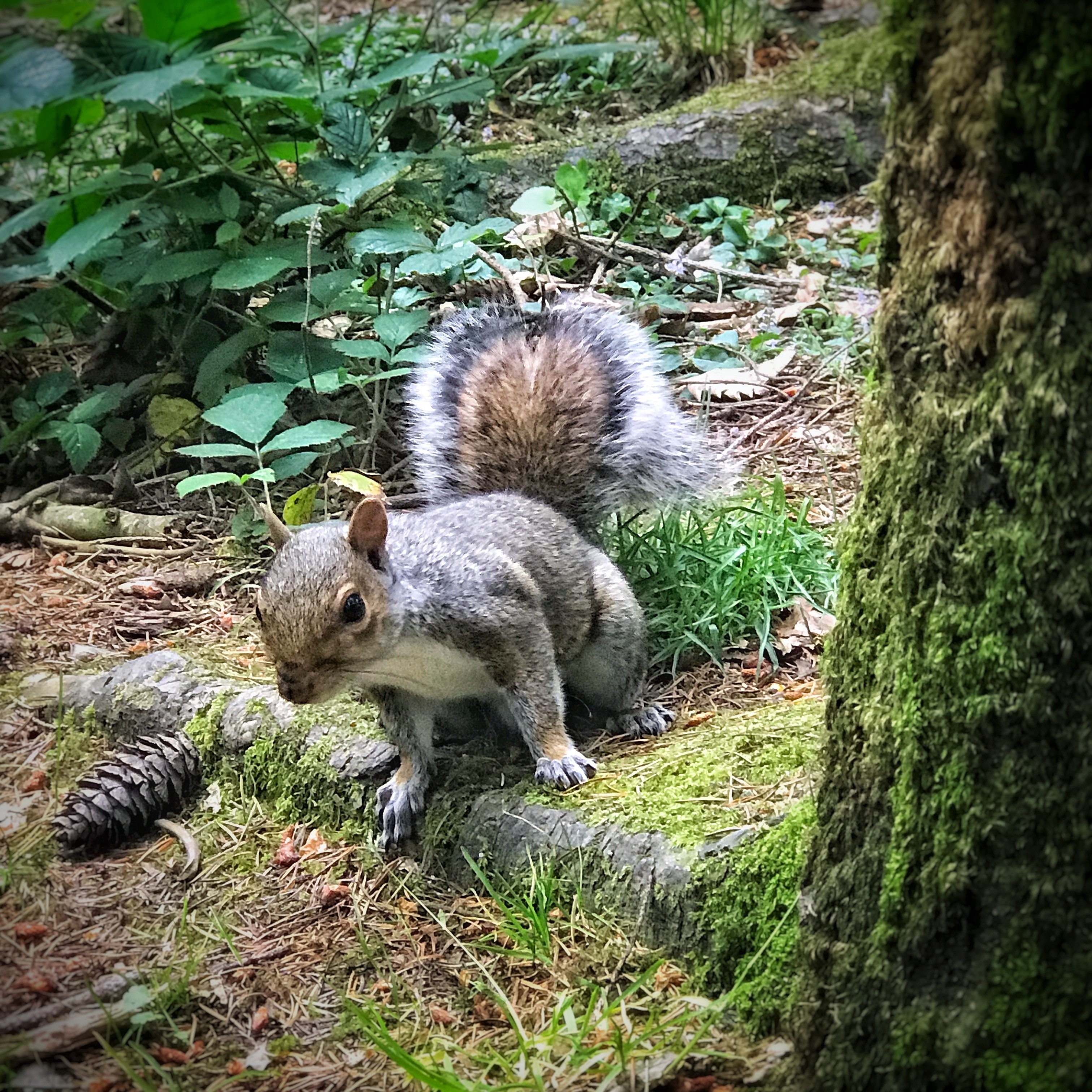 Took time staying still but this little fellow was worth it.