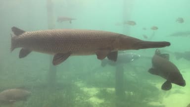 Texas Freshwater Fisheries Center has tanks for viewing the kind of fish that live in streams, ponds, lakes, and reservoirs. The reservoir display has spectacular alligator gars! 