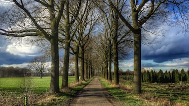 Tree lane in Landgoed 'de Utrecht' near Esbeek in the Netherlands