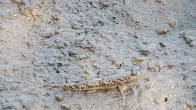 Mudskippers are a type of fish.
I first learnt about them in a project I did in school when I was just 9... fast forward 15 years and I finally got to see a real one!!

#LifeAtExpedia