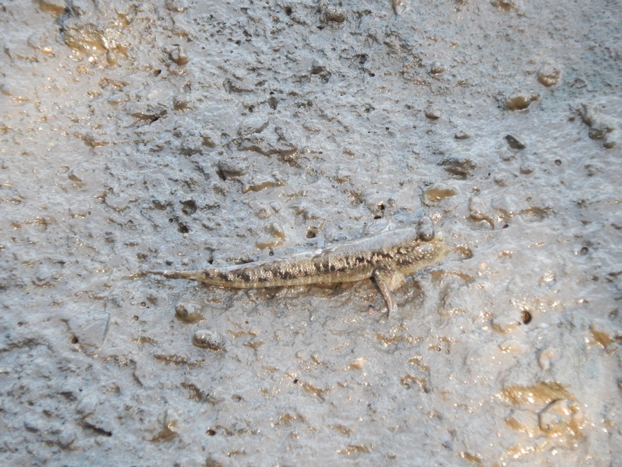 Mudskippers are a type of fish.
I first learnt about them in a project I did in school when I was just 9... fast forward 15 years and I finally got to see a real one!!
#LifeAtExpedia