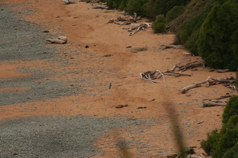 At the end of the road is a gorgeous beach. After 3PM you are not allowed on it anymore, because the yellow eyed penguins will come back from their fishing activities. You can look at them, although you are quite high up and the penguins are tiny!