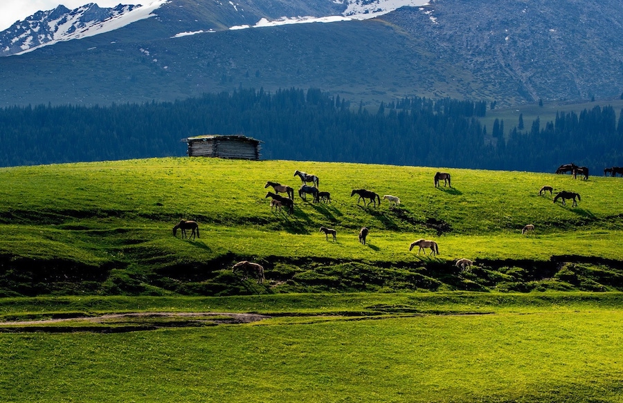 Beautiful #Kalajun Prairie.
美丽的 #喀拉峻大草原
https://twitter.com/Beautifulgx