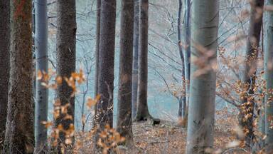 Green and gold hills near Ustroń, Poland. Gray-blue Vistual river in background