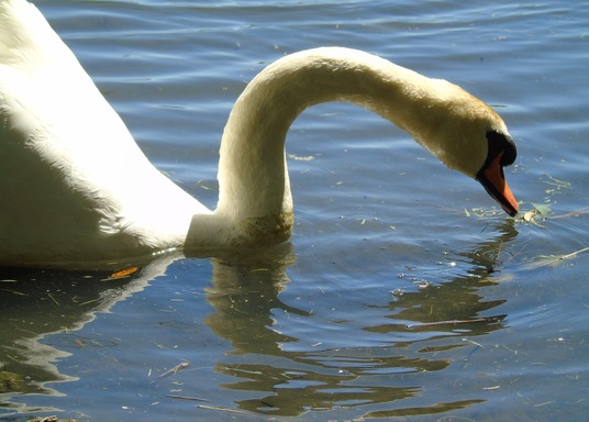 Abbotsbury, Egyesült Királyság