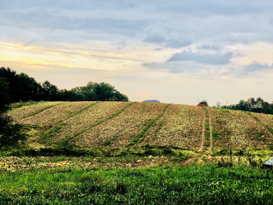 An enormous pumpkin patch in the Virginia mountains.