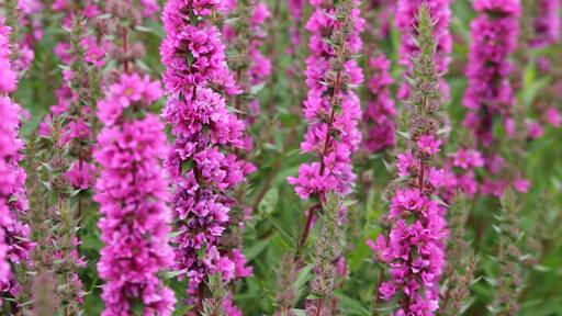 Foto por Paul Lowe 👣