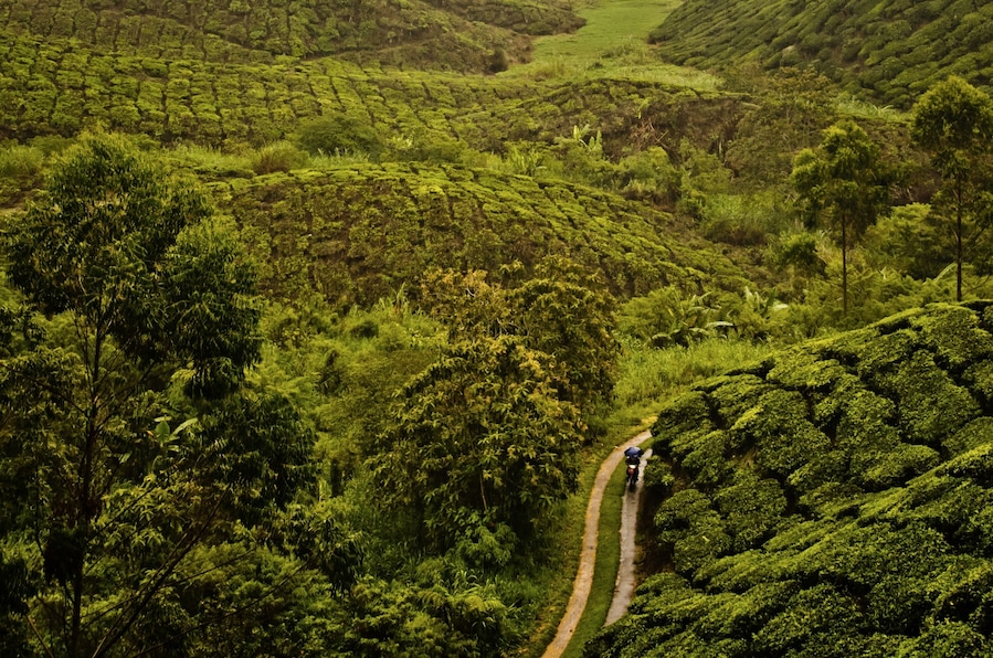 Tea sampling and incredible views of the tea plantation
#lifeatexpedia #Green #GreatOutdoors #AboveItAll #Perspectives #ontheroad #culture #Nature #Trovember