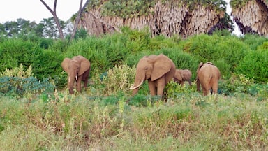 Elephant family 🐘
#kenya #safari #africa #nature #animals