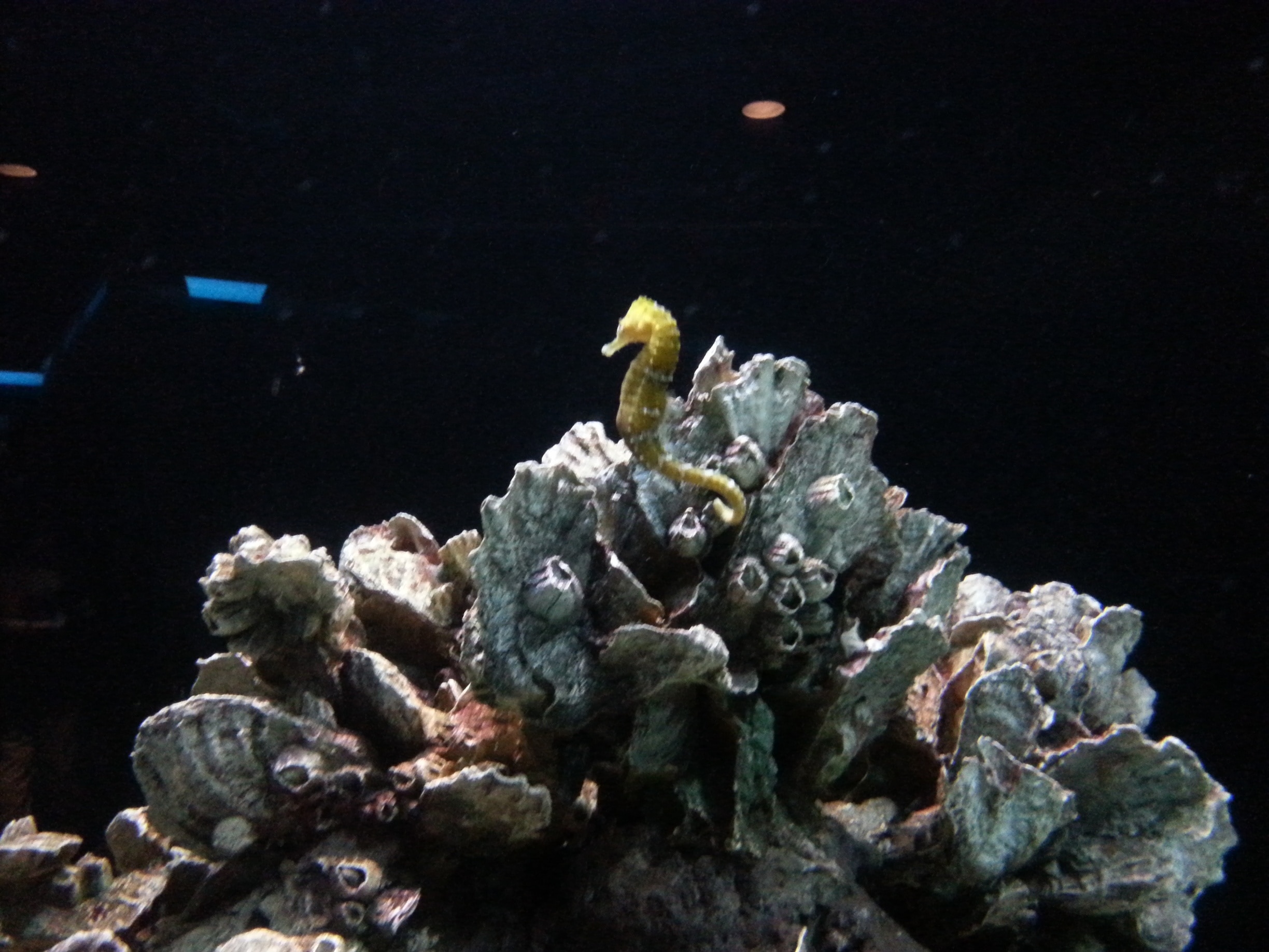 Cute little seahorse hanging out being photogenic. 