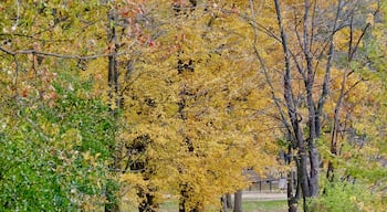 In the heart of the city of Gatineau lies the Lac Lemay. Perfect for families with a big playground, you can also just enjoy a short stroll around the lake - by foot or bicycle - or relax by the beach. And the colours in the fall are to die for!