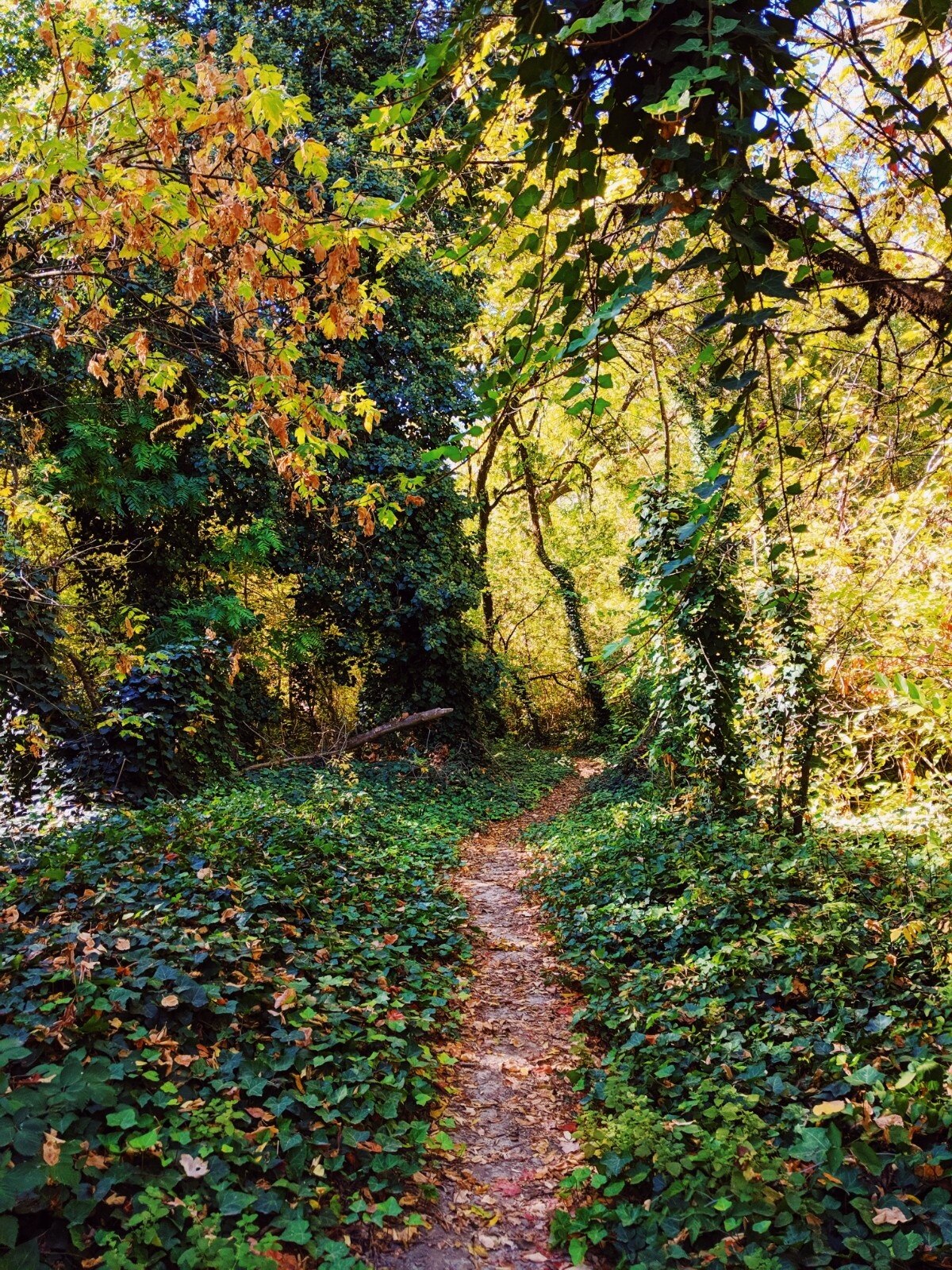 Reisetipps Forestville 2022 das Beste in Forestville entdecken Expedia