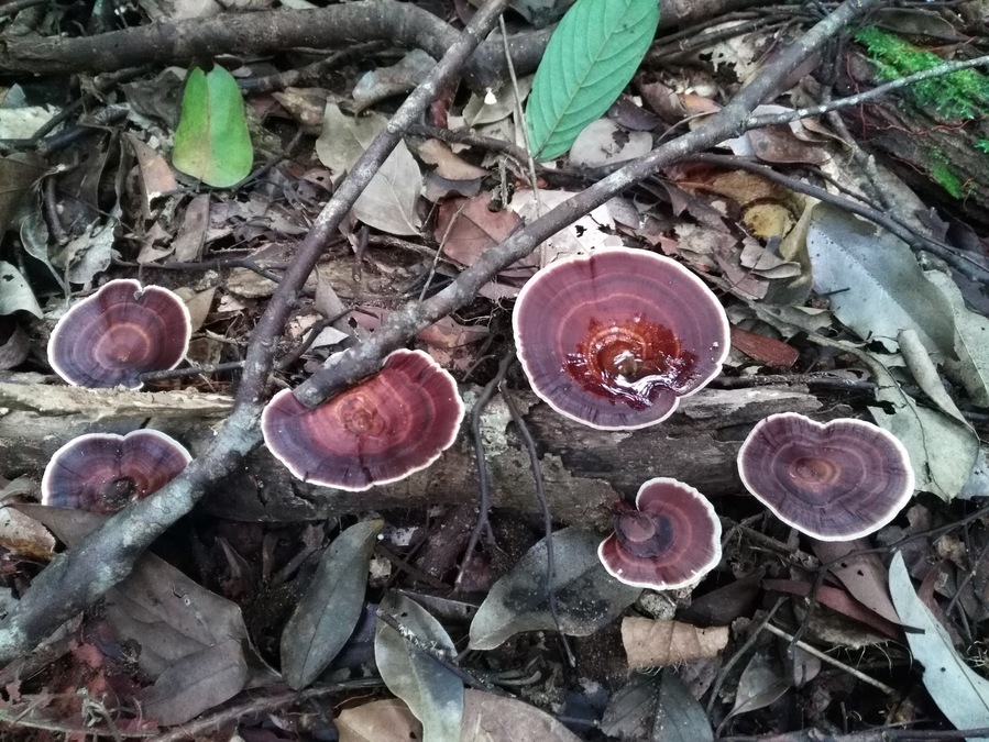The Ganoderma